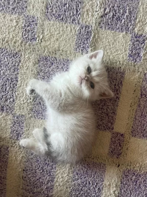Masmavi Orijinal British Shorthair Bebekler