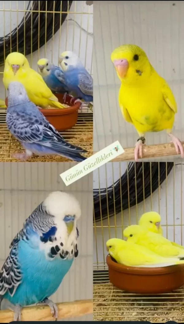 Eğitmelik Ve Hazır Çift Muhabbet Kuşlar