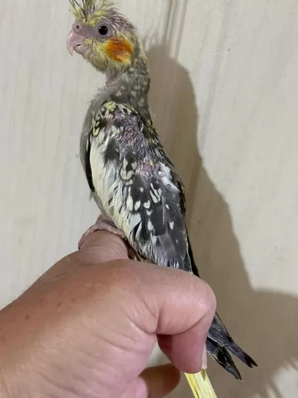 38 Günlük El Besleme Evcil Sultan Papağani Bebek