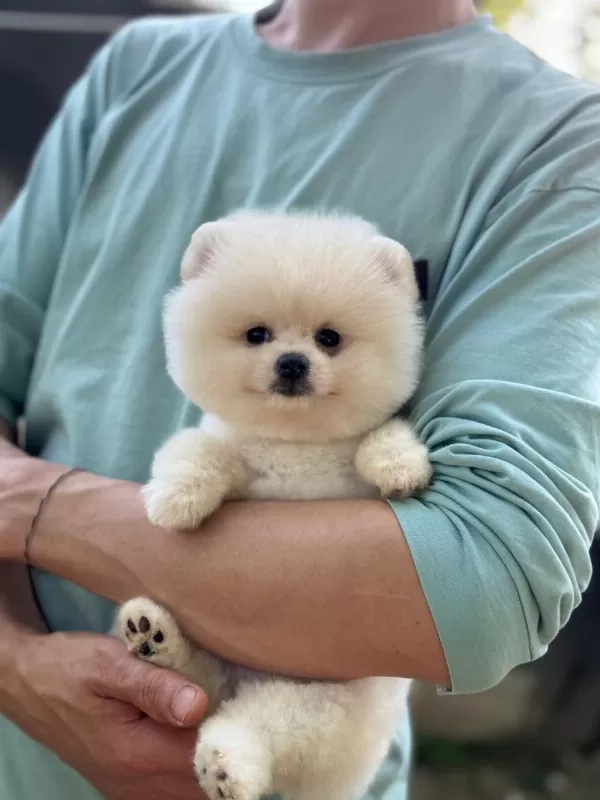 Harika Pomeranian Bebek