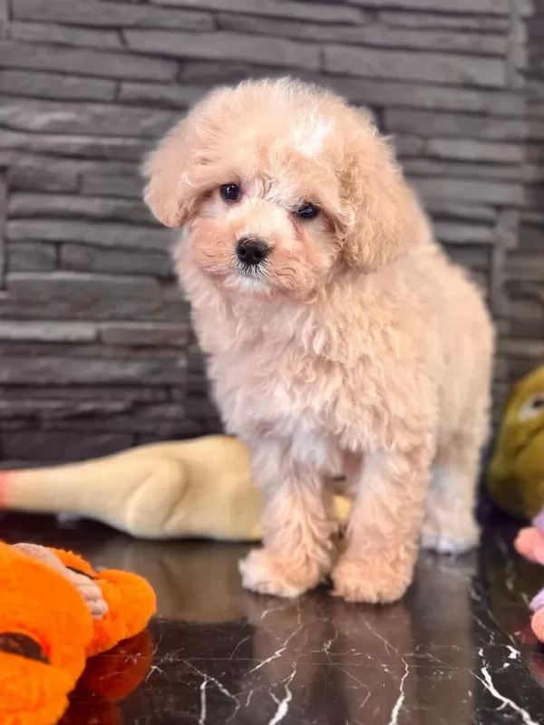 Akıllı Ve Tüy Dökmeyen Karakteriyle Maltipoo Yavrusu