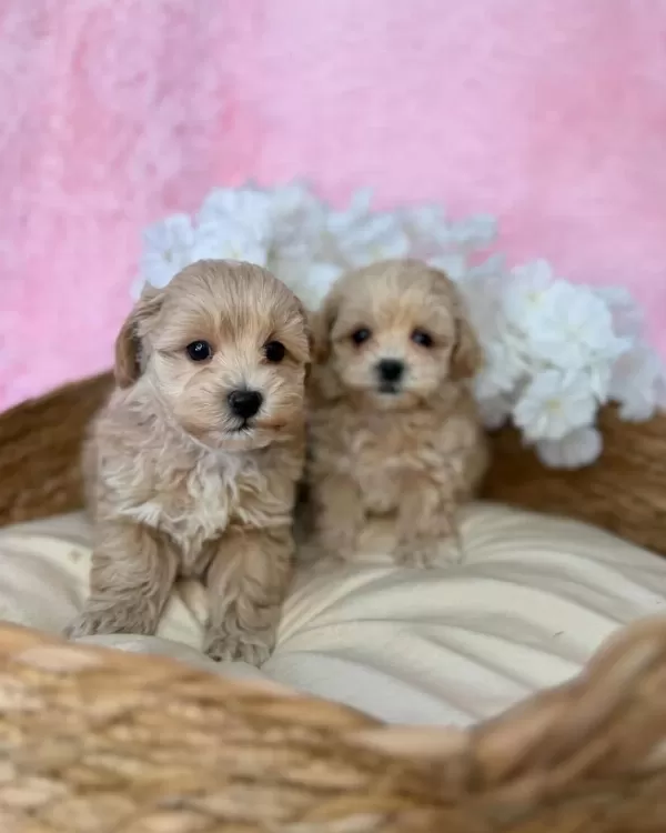 İrk Garantili Maltipoo Yavrulari