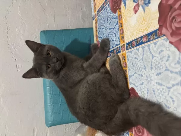 Ücretsiz Verilecek British Shorthair Kedisi