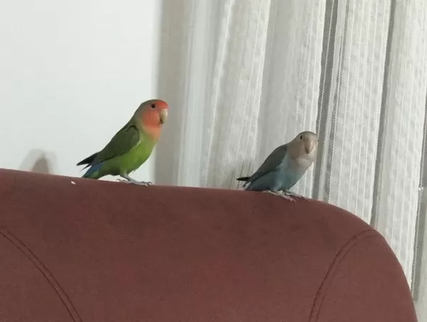Yaşını Doldurmamış Bir Çift Sevda Cennet Papağanı