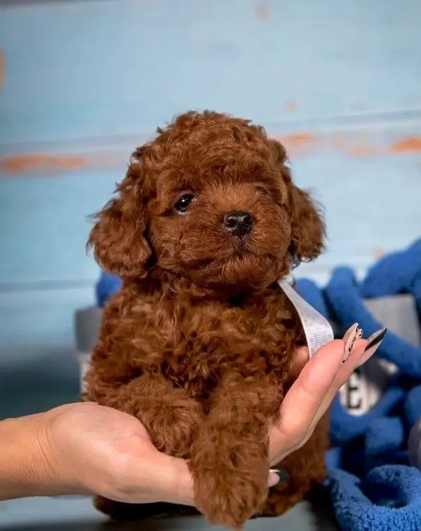 Toy Poodle Yavrulari
