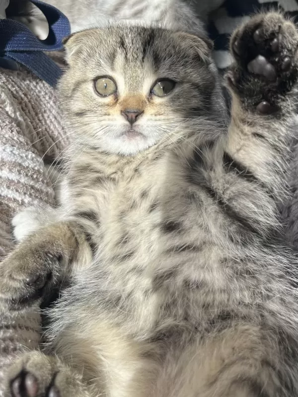 Yavru Scottish Fold Kedimiz
