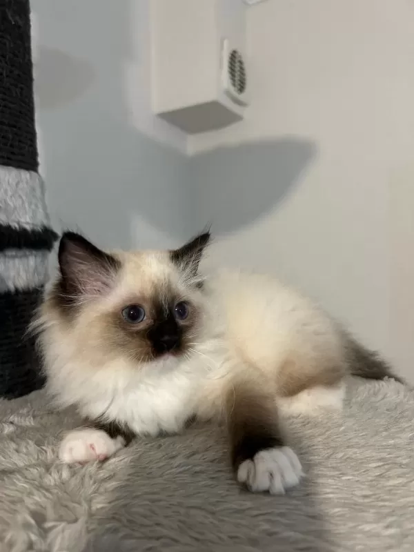 Safkan Ragdoll Yavruları Soyu Şampiyonlara Dayanıyor
