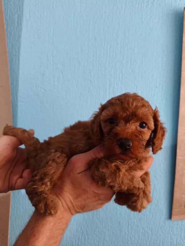 Toy Poodle Yavrular İrk Sağlık Garantili