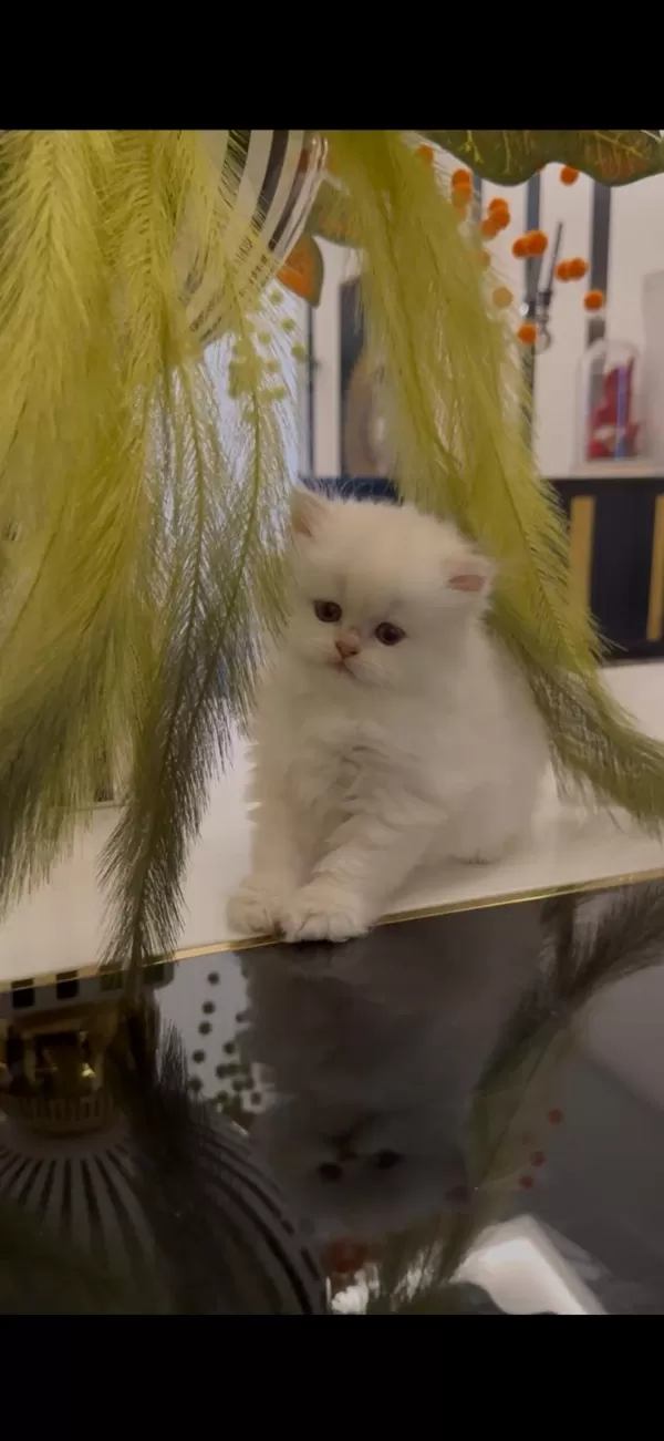 Bebek Yüz British Longhair Yavrularim