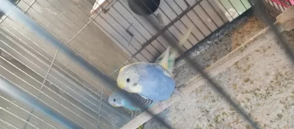 Yeni Yeme İnmiş Yavru Bebek Muhabbet Kuşlar
