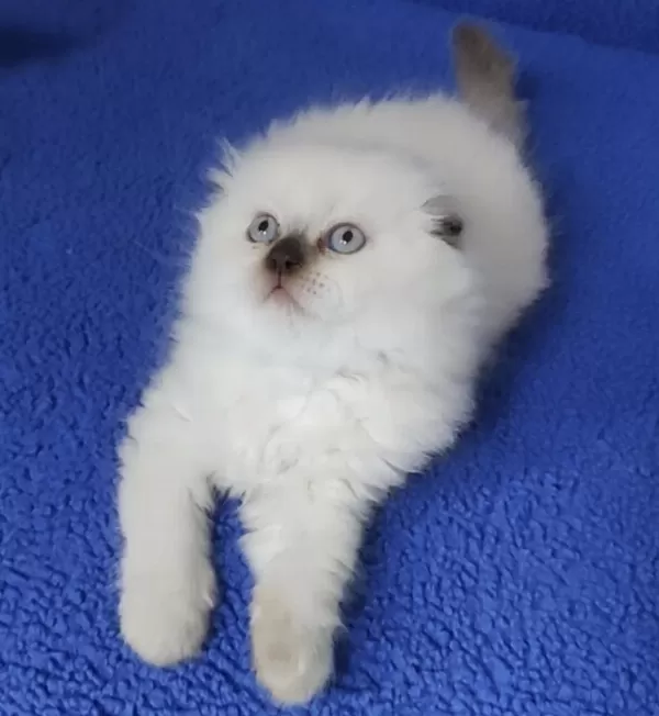 Teslime Hazir Mükemmel Bir Scottish Fold
