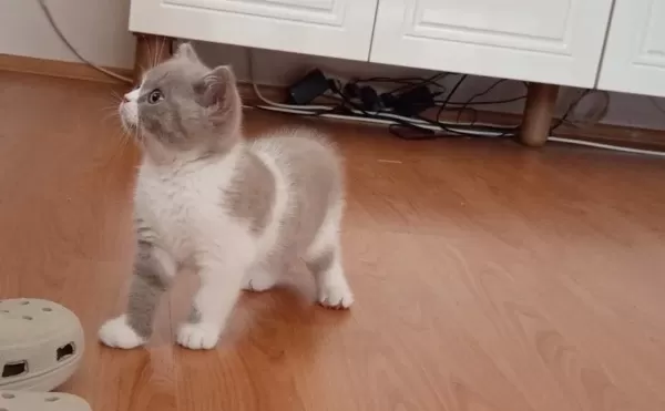 İzmir Nadir Renk British Shorthair Yavrumuz