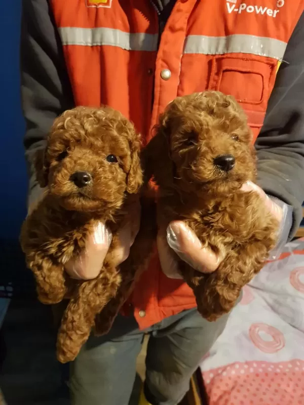 Red Brown A Kalite Orjinal Toy Poodle Yavrular
