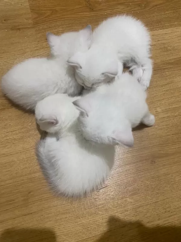 Kar Beyaz Maviş British Shorthair Yavrular