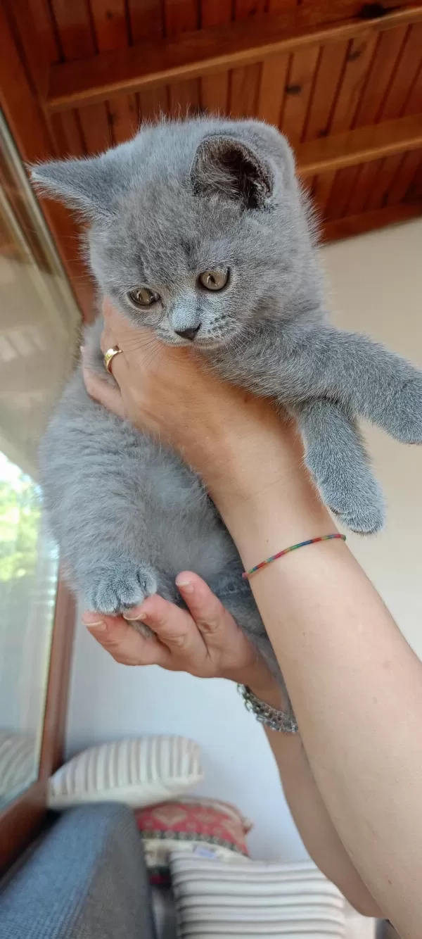 Safkan British Shorthair Yavru