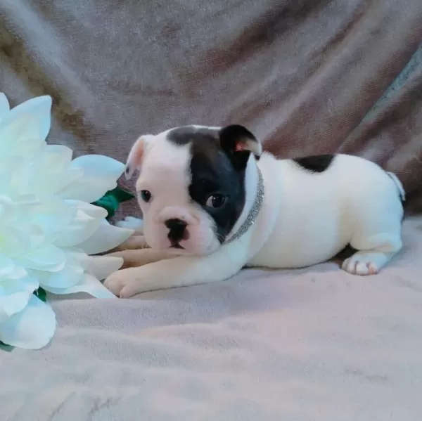 French Bulldog Yavrulari