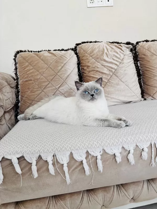 Prenses British Shorthair Kizlarimiz