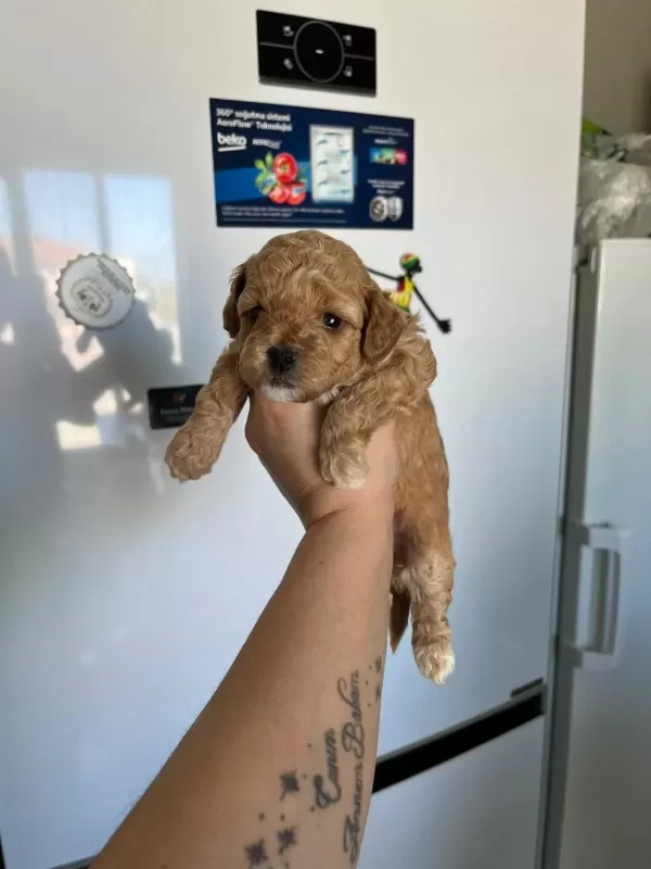 F3 Maltipoo Yavrular