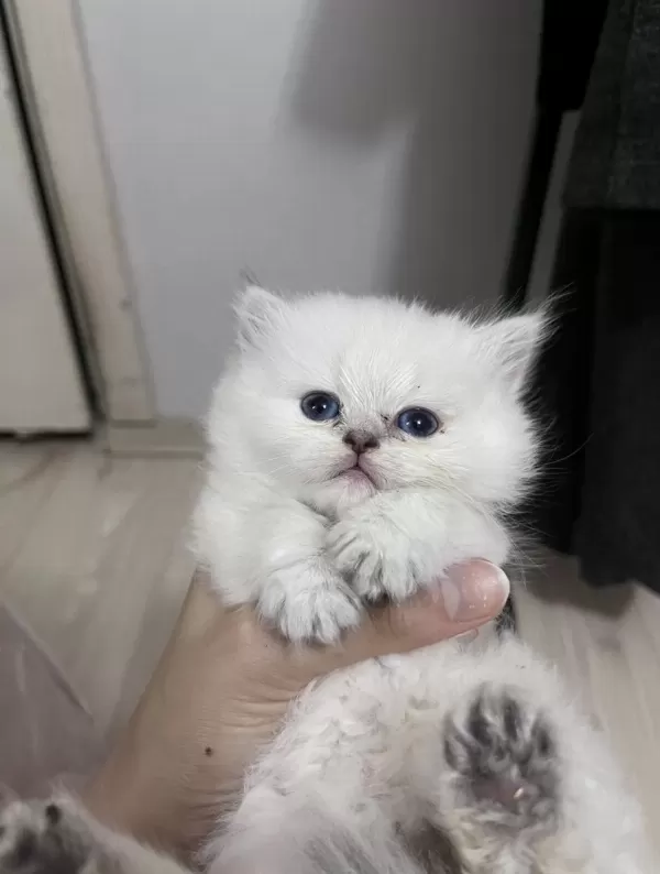 British Longhair Erkek (açıklamayı Okuyunuz)