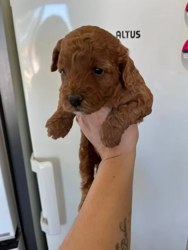 F3 Maltipoo Yavrular