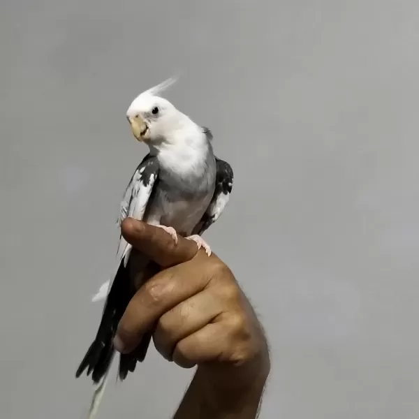 4 5 Aylık Sultan Papağanlar Ele Alışık