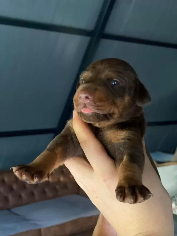 Europa Doberman Bebekler