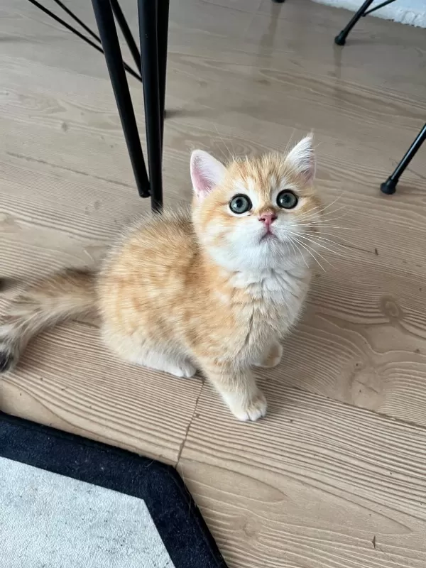 Safkan British Shorthair Golden Ny12 Erkek Yavru