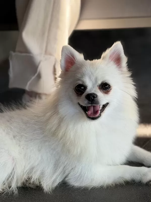 Harika Kar Beyazı Spitz