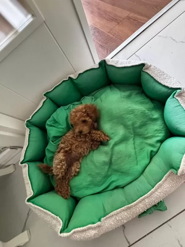Teacup Dişi Kore Poodle
