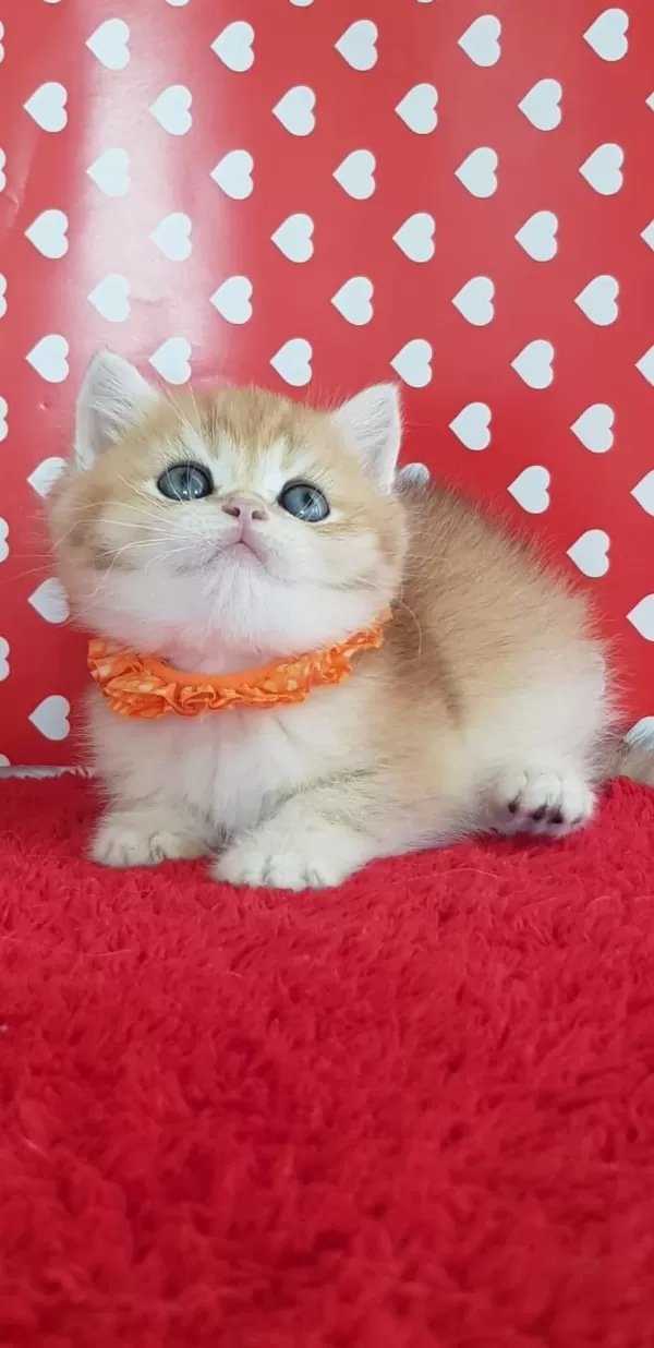Ankarada Ziyarete Açık Ny12 Golden British Shorthair