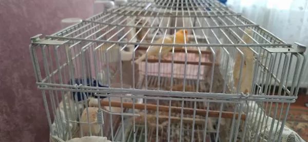 Sağlıklı Genç Kuşlarımız