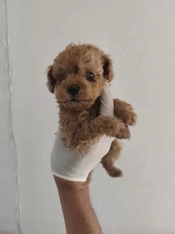 Toy Poodle Aşılı Kilo Garantili Yavrular