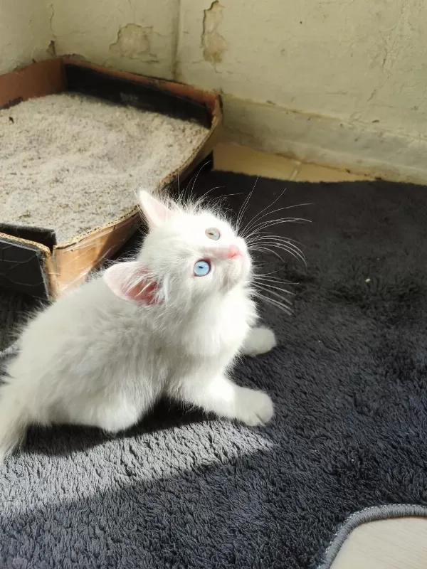 Van Kedisi Kum Eğitimi Var