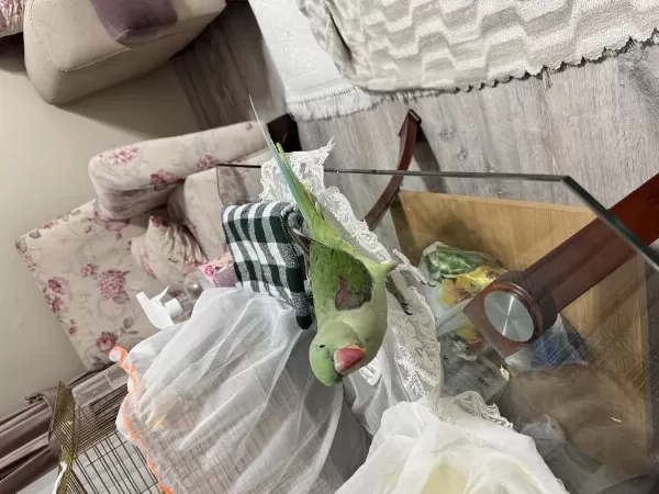 Evcil Ele Kola Gelen Alexander İskender Papağanı