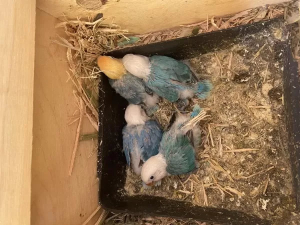 Cennet Papağani Yavru El Besleme