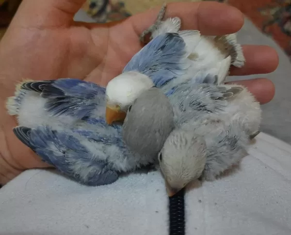 Kızgınlık Yumurtası Atan Opalin Sevda Papağanı