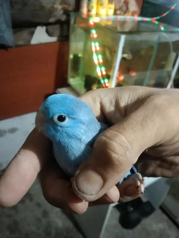 Forpus Papağanı Vardır