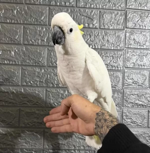 Full Evcil Kakadu Papağanı