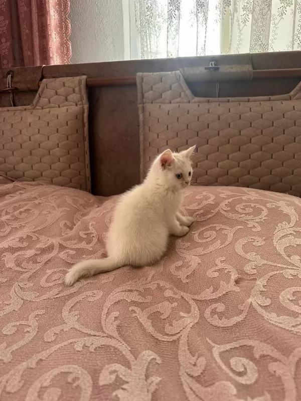British Shorthair 2 Aylık Yavru
