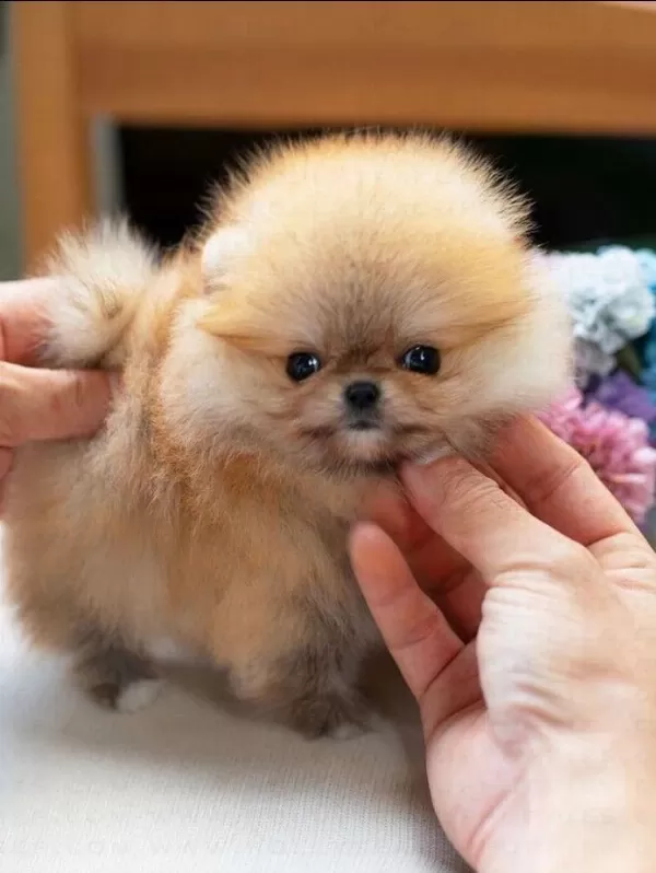Pomeranian Yavrularımız Kg Garantili Teacup