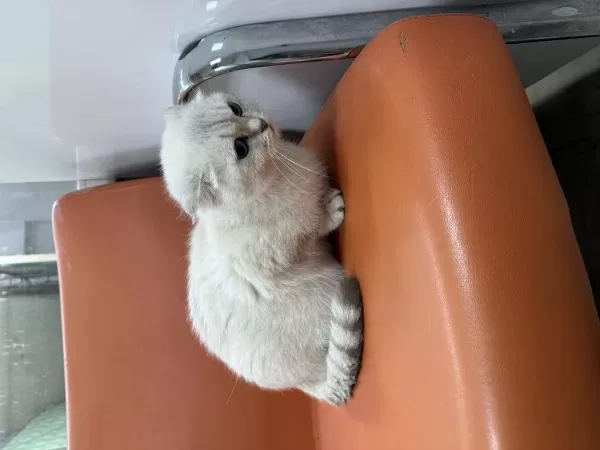 Ücretsiz Sahiplendirme Scottish Fold