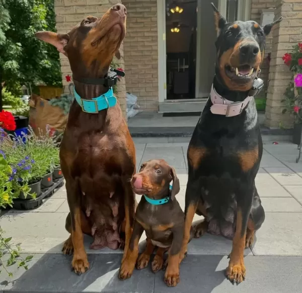 Dişi Erkek Doberman Kapıda Ödemeli Güvenli Sistem