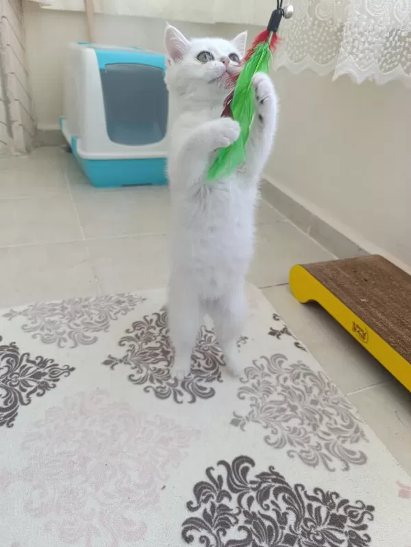 British Shorthair Beyaz