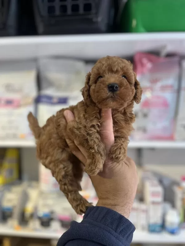 Safkan Mikrochipli Hipoalerjenik Red Toy Poodle