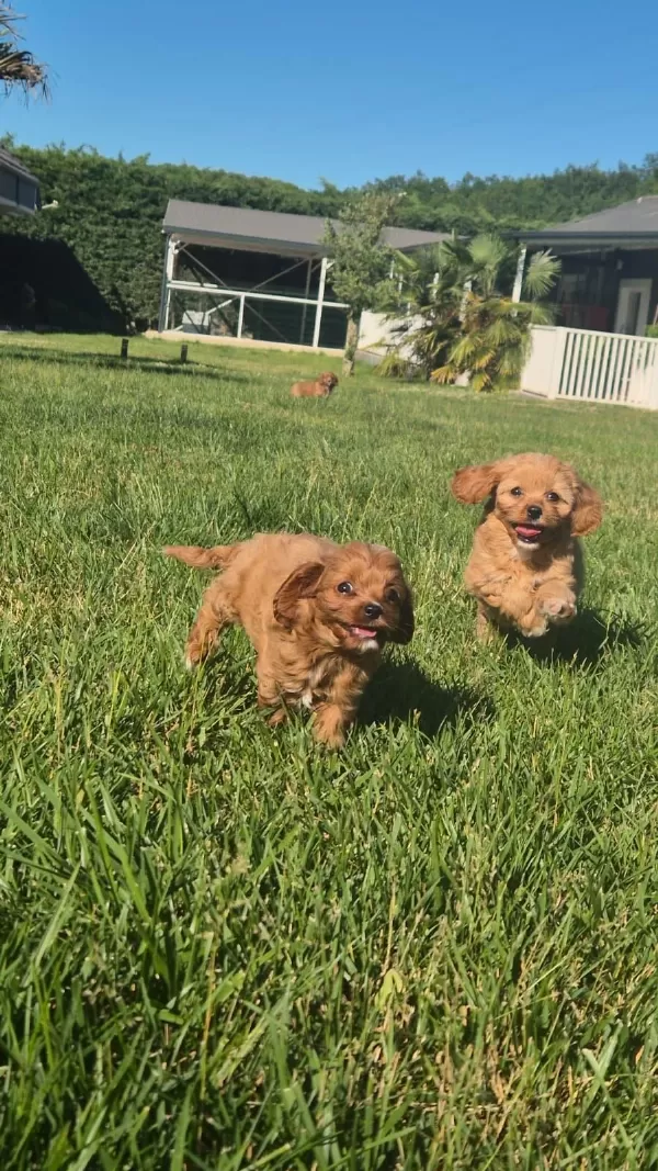 İpeksi Tüylü Neşe Küpü Maltipoo Yavruları