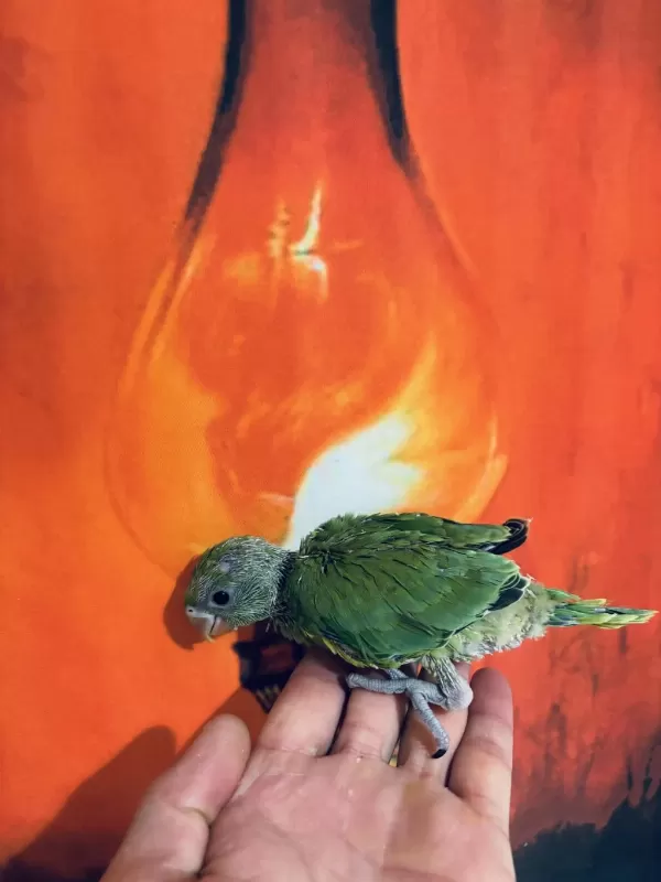 Bebek Pakistan Papağanı El Besleme