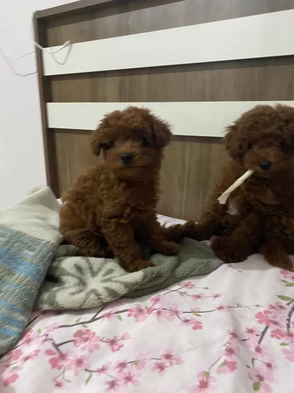Toy Poodle Dişi Ve Erkek Bebekler