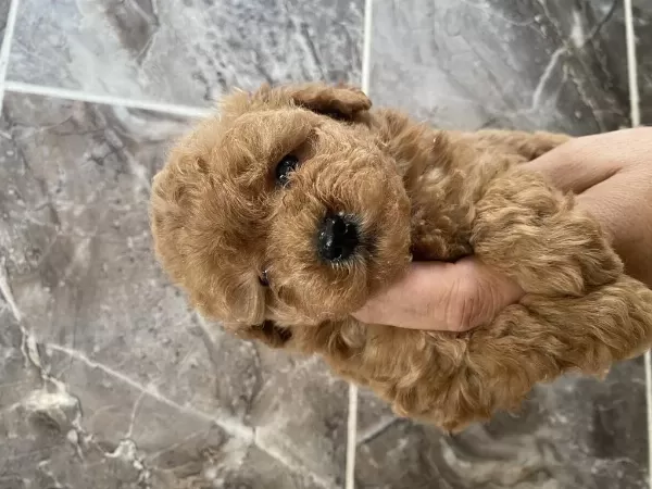 Orjinal Minyatür Toy Poodle Yavrular