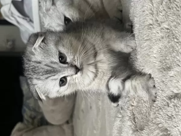 Sağlıklı Yavru Scottish Fold