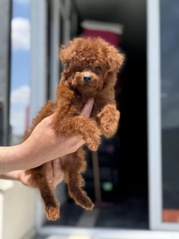 Petmode Köpek Çiftliğinde Ziyarete Açık Toy Poodle